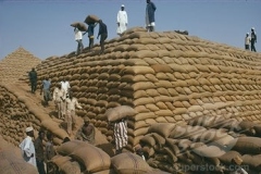 MAI-GASKIYA-SONS-IN-KANO-1N-1956-DURING-GRUONDNUT-HEAD-CARRYING-OPERATIOS